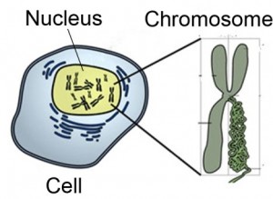 cell