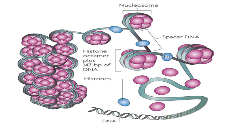 dna-packed