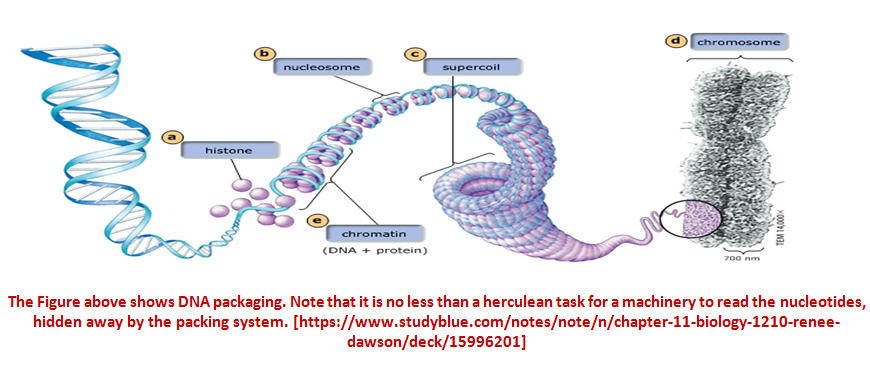 dna-packed2