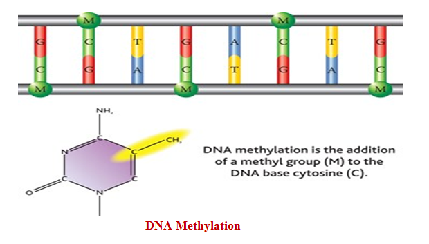 dna-packed3