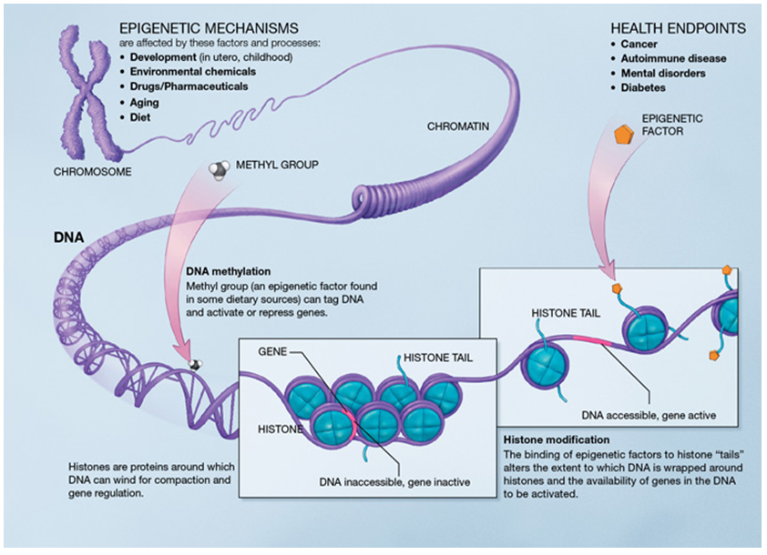 dna-packed5